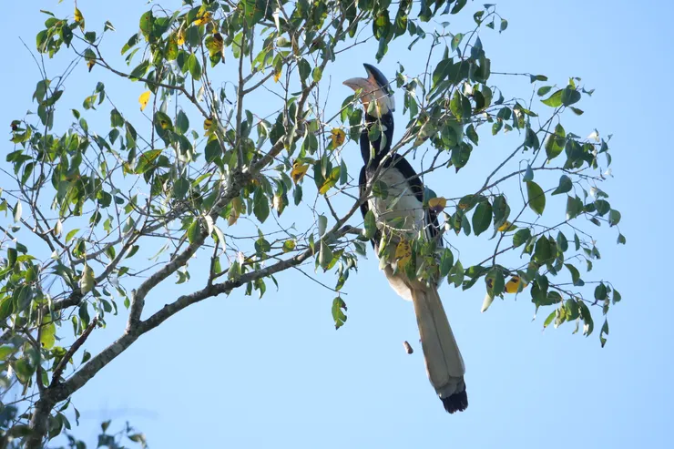 Malabar Pied Hornbill