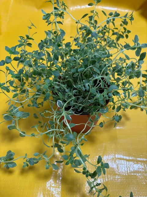 疏枝之前,都下垂了。