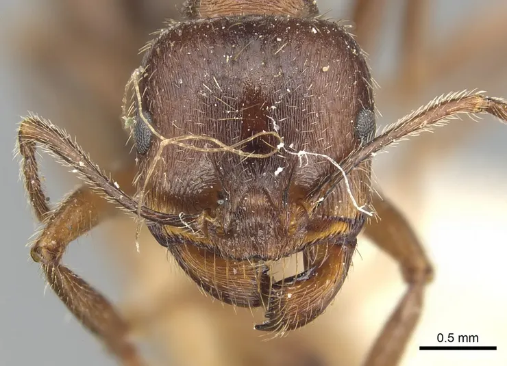 伊比利收穫蟻。By Will Ericson - https://www.antwiki.org/wiki/File:Messor_ibericus_casent0904129_h_1_high.jpg, CC BY-SA 3.0