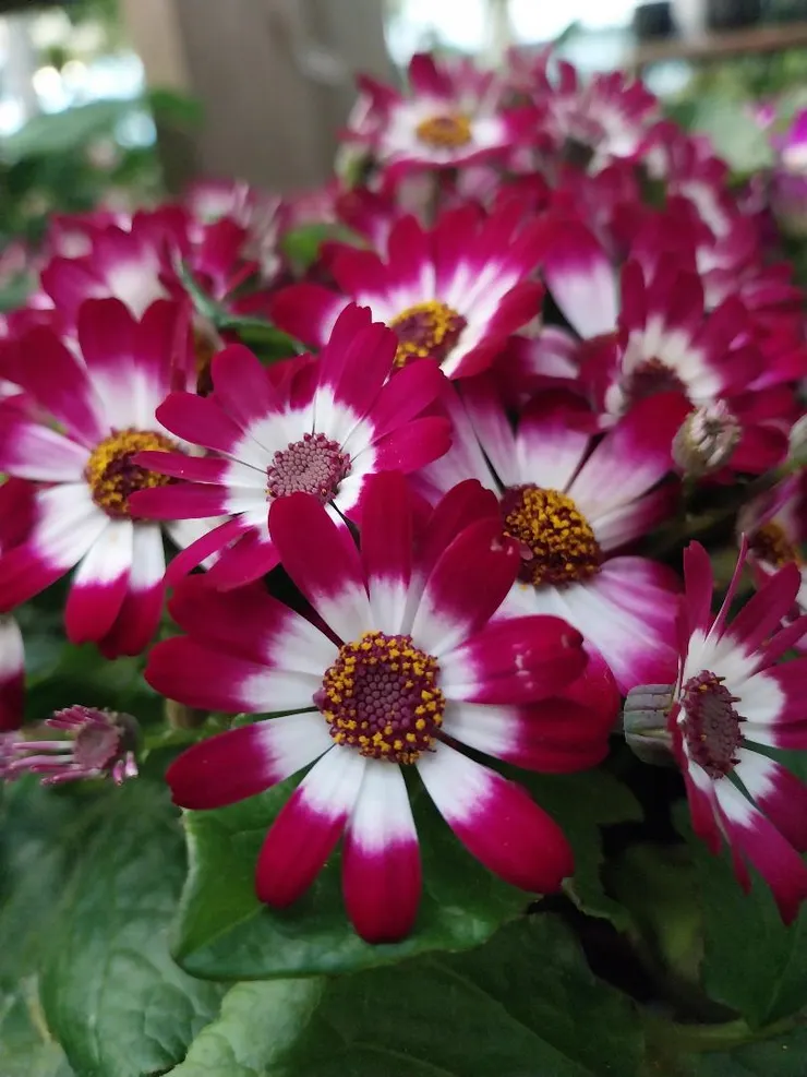 瓜葉菊Pericallis hybrida