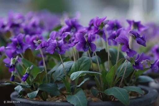 紫花地丁(Viola yedoensis Makino)