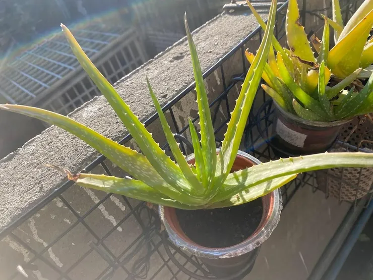 跳舞蘆薈：半水耕1號