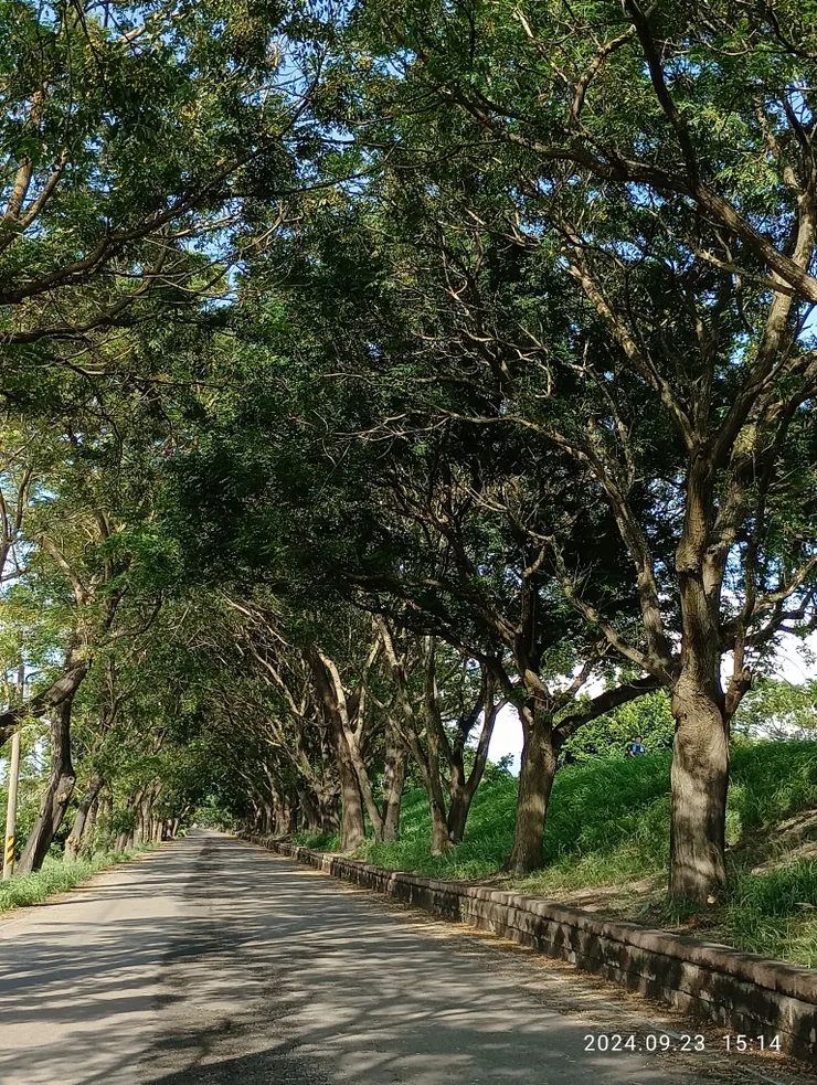 河畔下的苦楝車道