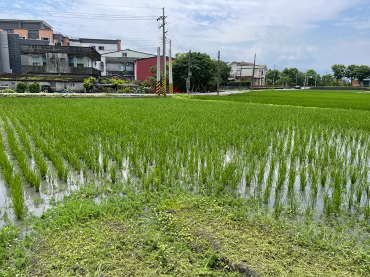 前面這塊空地是我清出來的喔