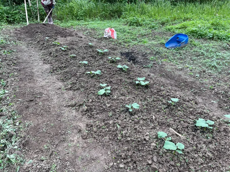 阿媽新種的小黃瓜，順利發芽了