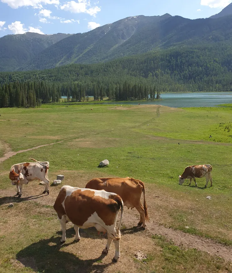 驚喜看到牛群,實在太像瑞士了