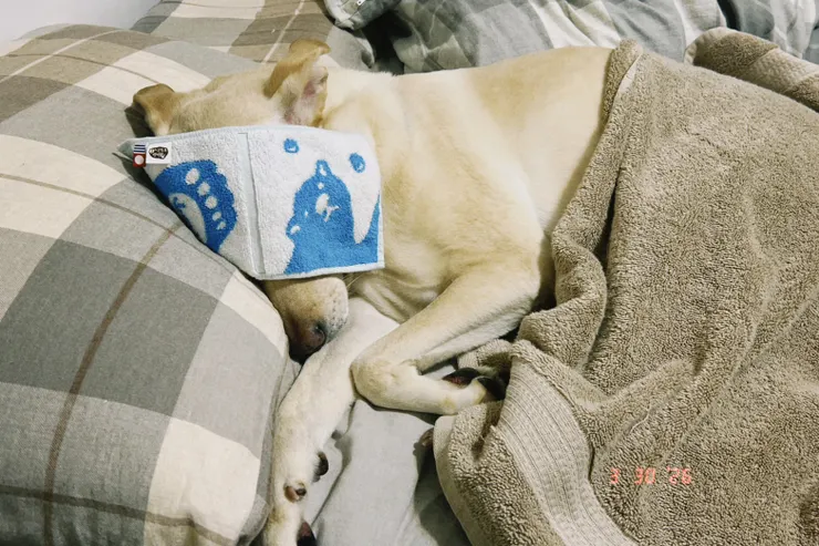 我寫字，雞蛋補美容覺