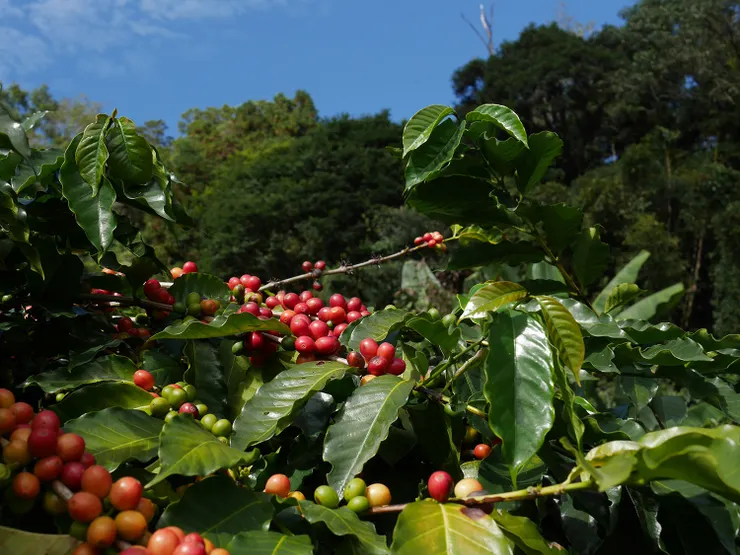 公豆在咖啡收成中只占約5-10%，具稀有性