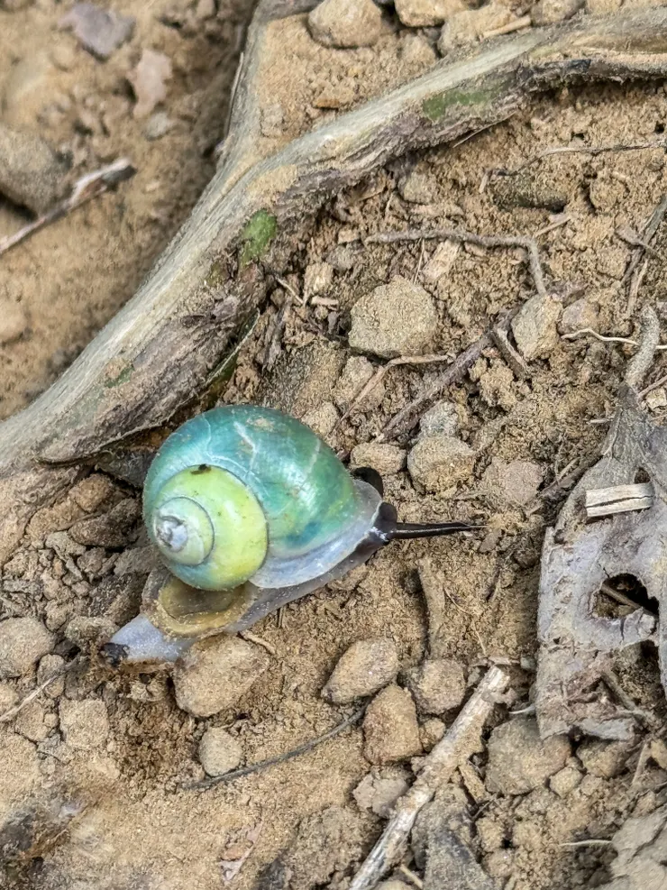 台灣青山蝸牛，牠的外殼是成半透明，綠色的部份是它的內臟。多生長於南部北部較少見。和海綿寶寶裡的小蝸不一樣，它的觸角一對，眼睛位於觸角基部，呈黑紅色。
