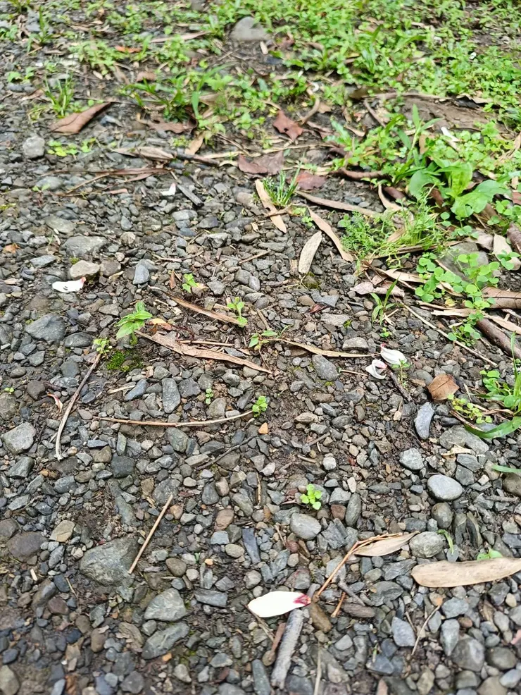 落一地也不容易被注意到的雌花