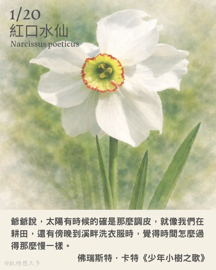 《一日一花・一句》｜1 月 20 日｜紅口水仙×佛瑞斯特．卡特《少年小樹之歌》