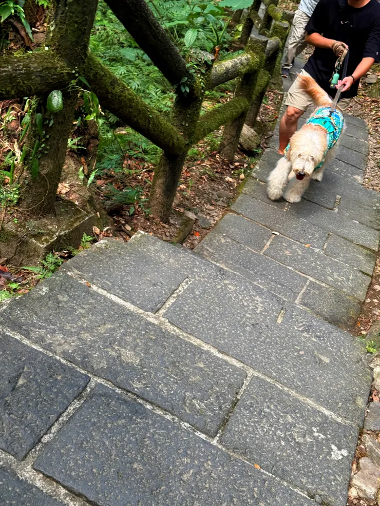 連狗狗都開心的拾階而上