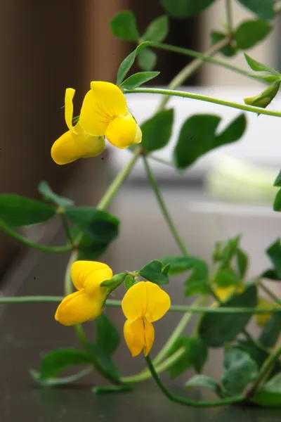 百脈根。By I, Suisetz, CC BY-SA 3.0