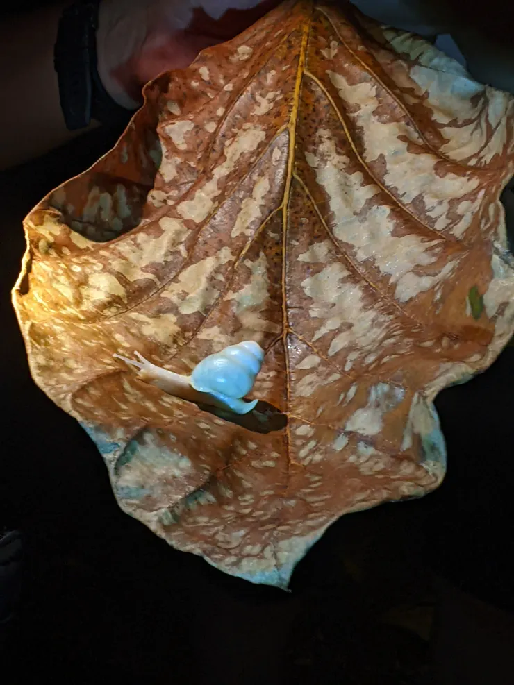 蘭嶼的白玉蝸牛, 月光下殼會發光哦