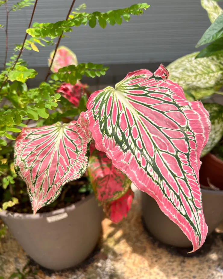 美麗的圖紋來自生命的流動