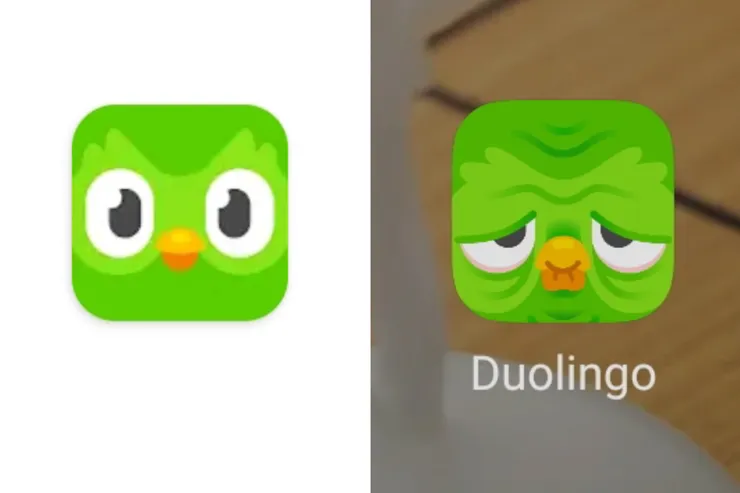 清秀的貓頭鷹一夜變老了