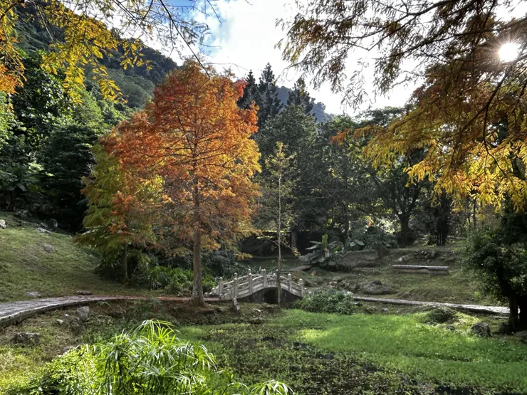 石門水庫落羽松