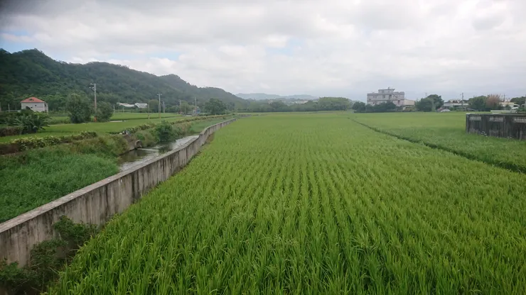 東海稻田景觀