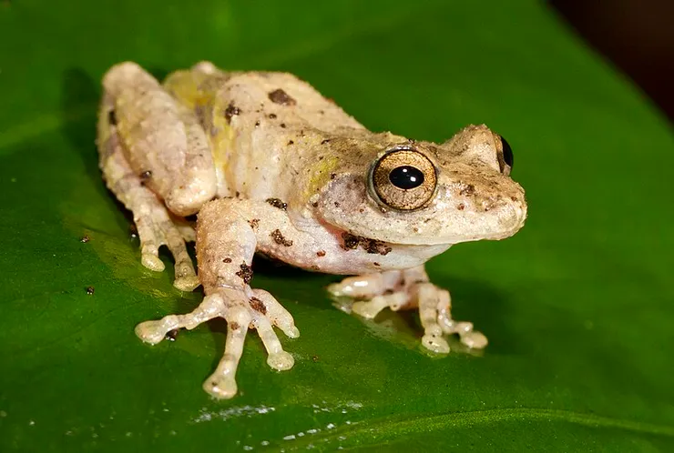 艾氏樹蛙/台灣樹蛙。圖片來源：維基百科