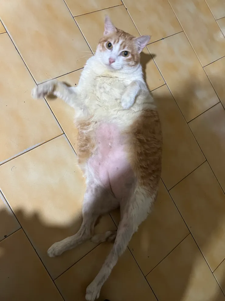 分享給大家看我家的可愛貓貓❤️