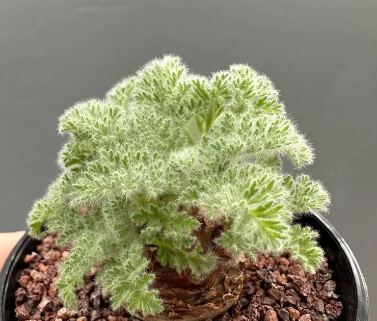 羽葉洋葵(Pelargonium triste)