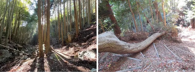 傾倒的大樹想成為階梯的一部分