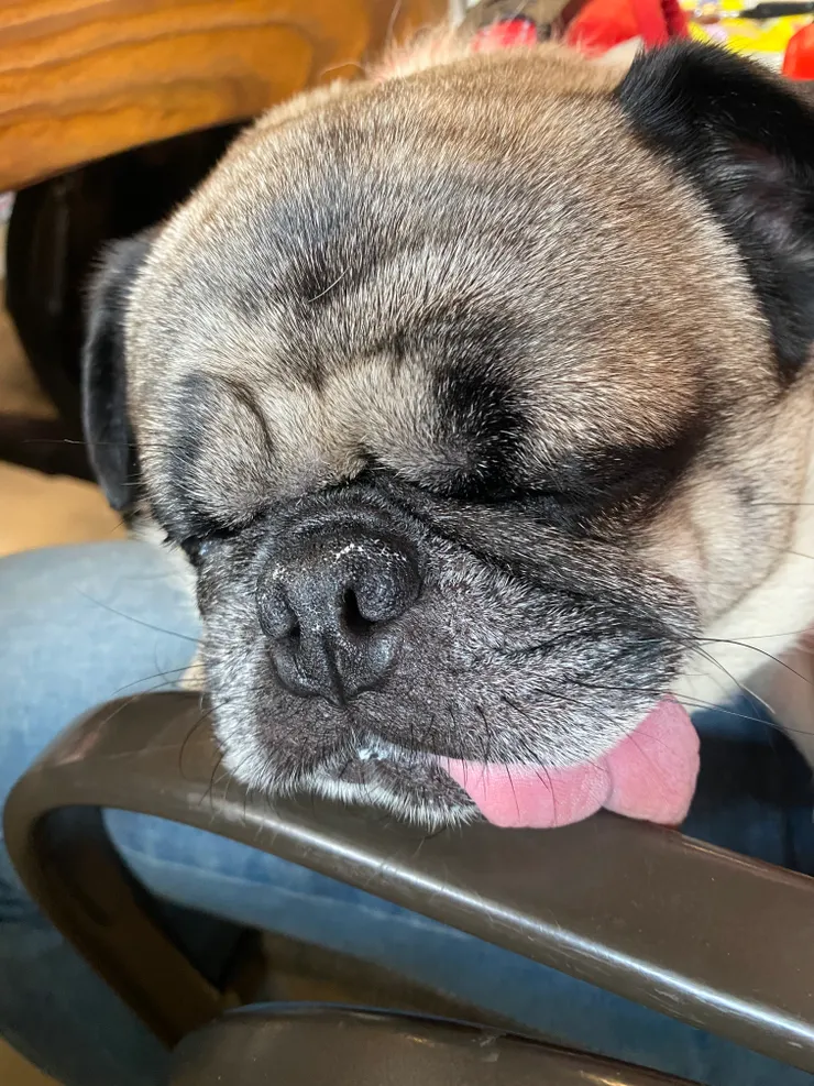 玩了半天,體力透支柴