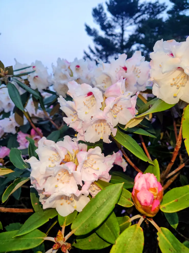 高山杜鵑