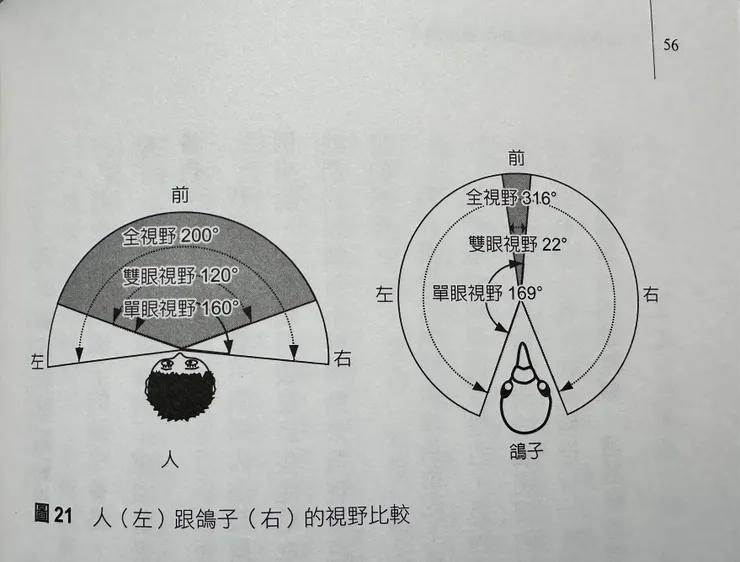 取自《鴿子為什麼要邊走邊搖頭？》第56頁