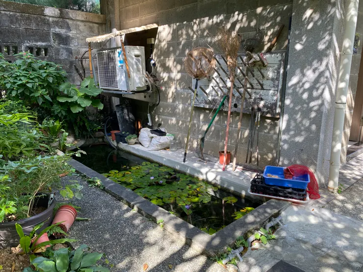 胡適故居旁的魚池