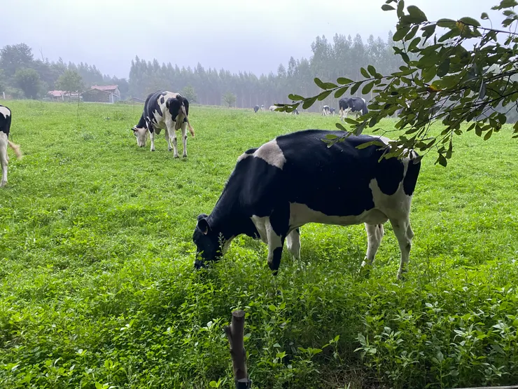 這天離動物都好近
