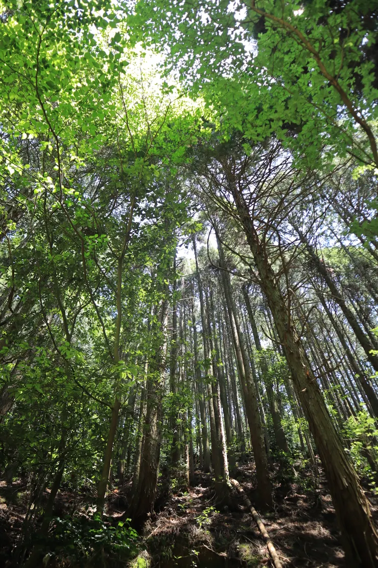 總是抵擋不了的還有灑進枝幹中的光