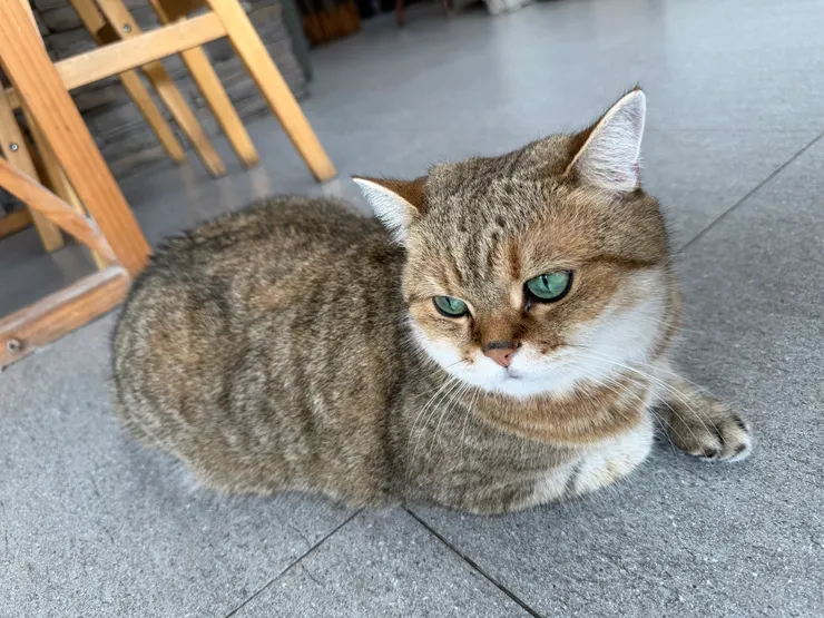 這貓叫做歐巴，幾年前我遇見過牠