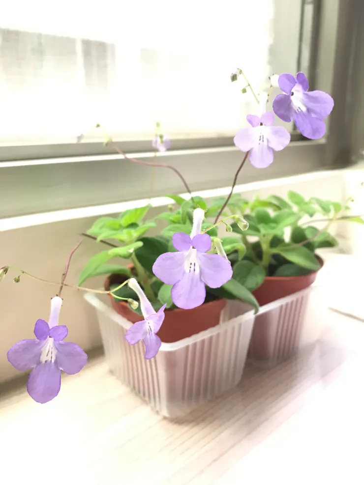 2023年4月購入海豚花3吋盆