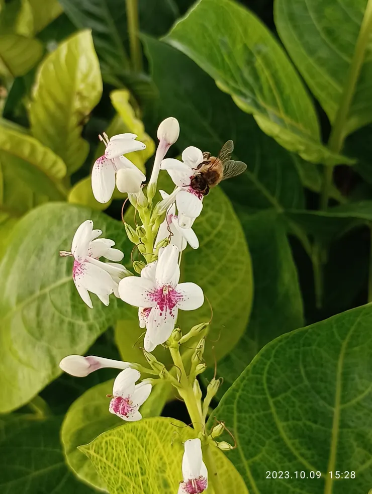 “今夜你美嗎？“她羞赧地問我；她，花名~金葉擬美花，自拍攝