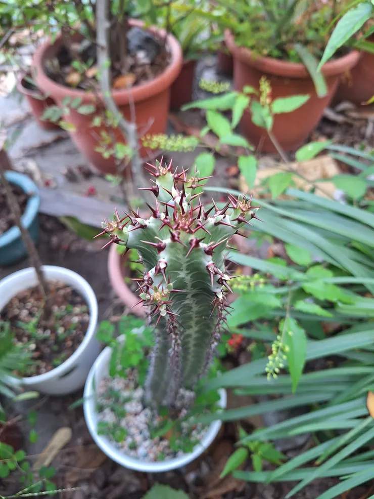 頂部與即將長出來的側芽