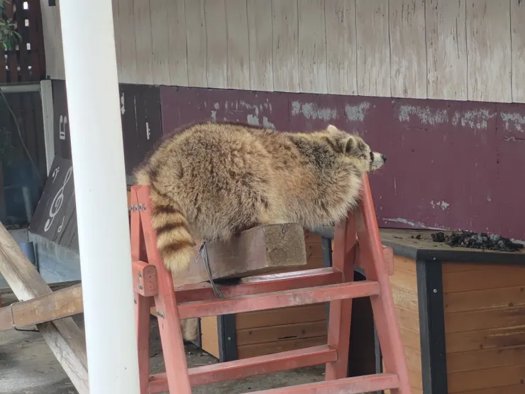 浣熊正在睡覺，他的屁股真大XD