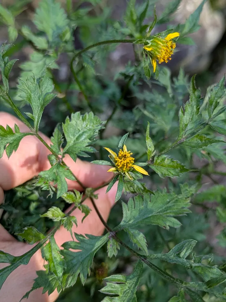德助叔公種植的鬼針。