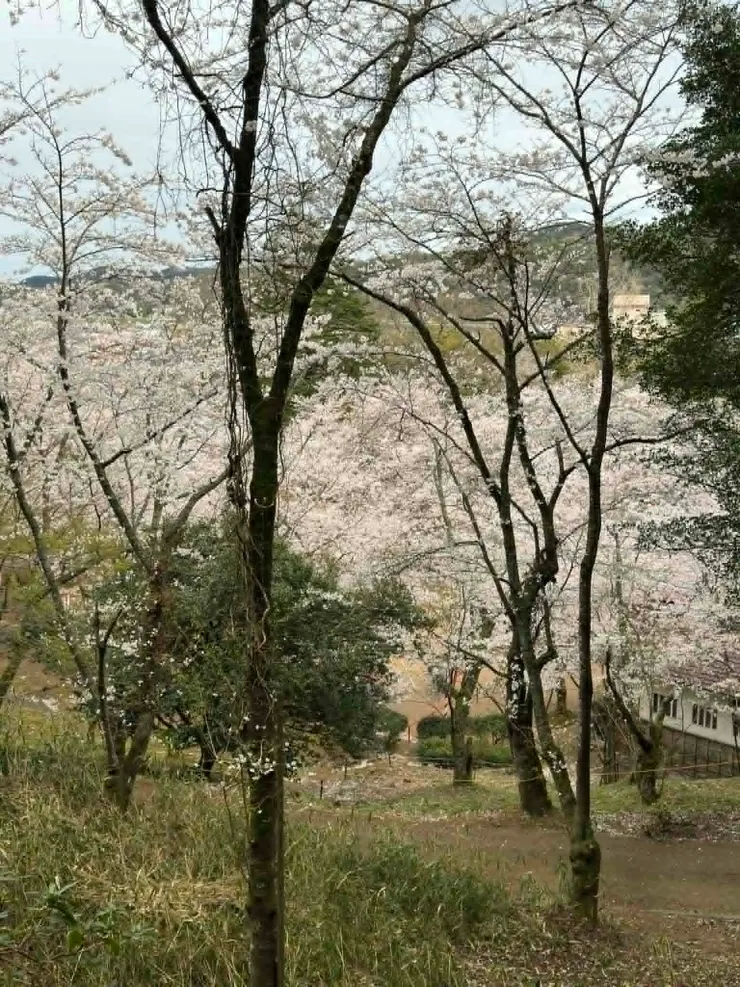 從步道上往公園看