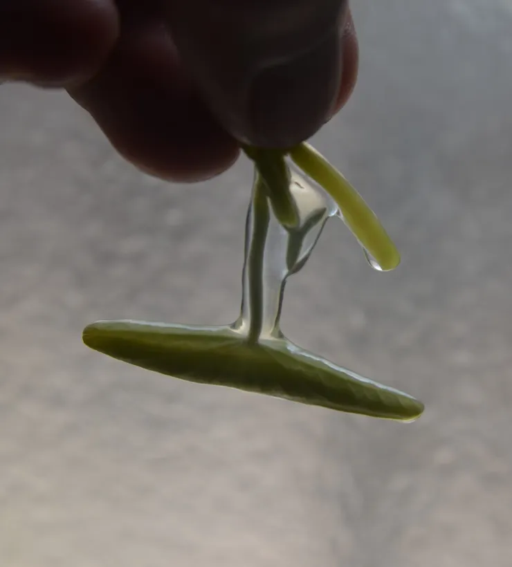 煮過後的蓴菜凍仍是好好的,並不會消融在水裡