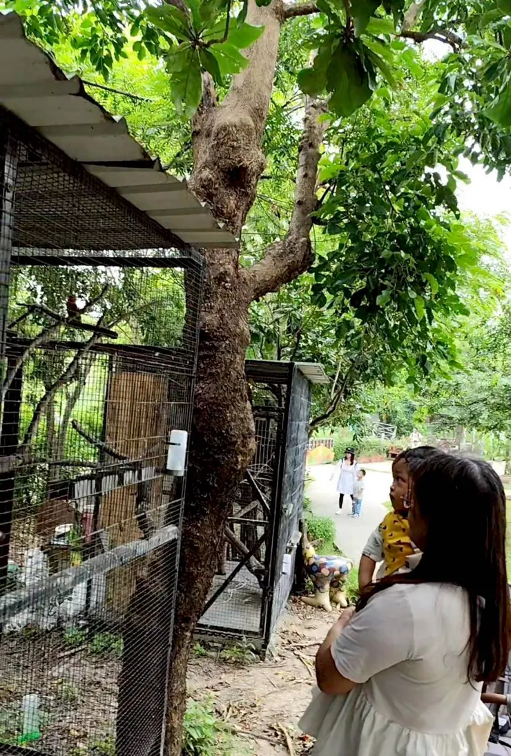 珍豬看鳥鳥，眼睛大大的😁
