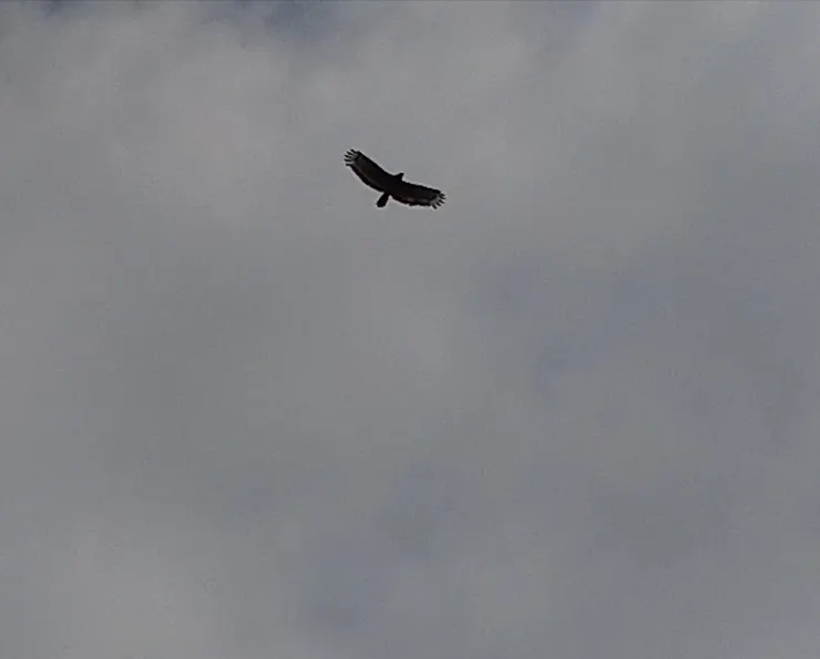 地磨兒公園賞黑鳶