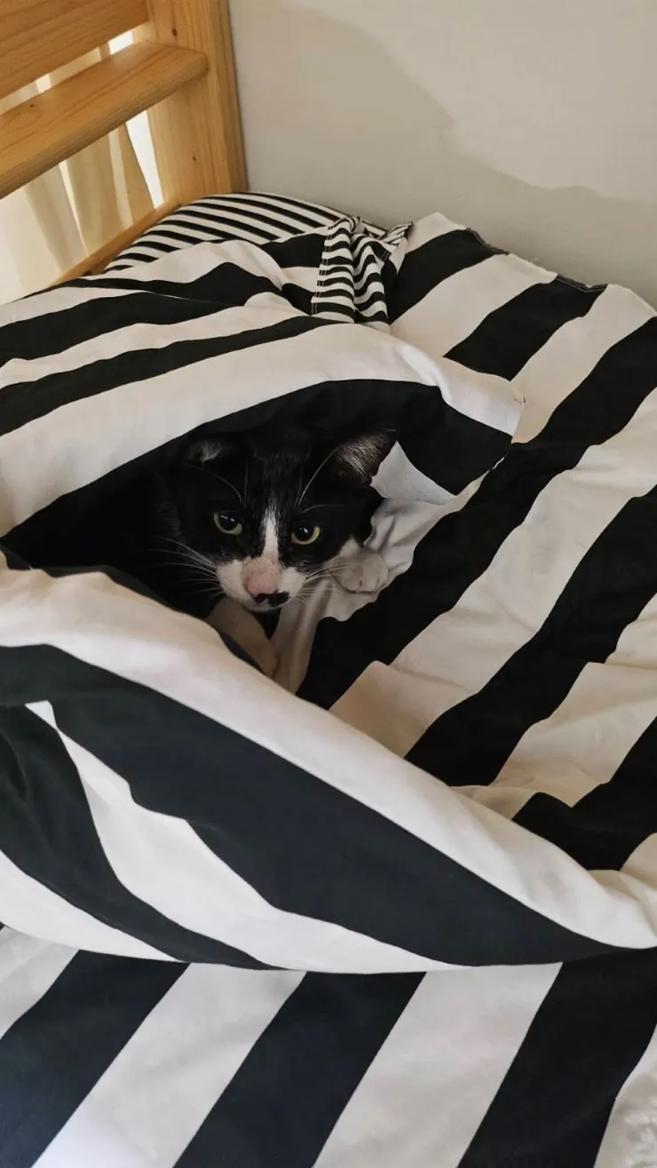 偷偷窩進來的貓貓