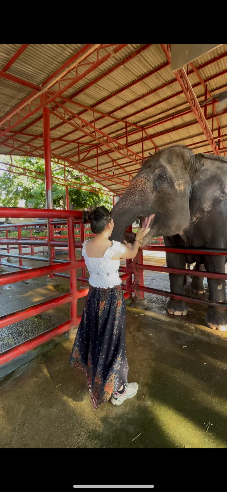 我很榮幸能直接餵食馬鈴薯到大象嘴巴，但是飼養員提醒不要靠太近，讓他的鼻子吸就好，避免危險