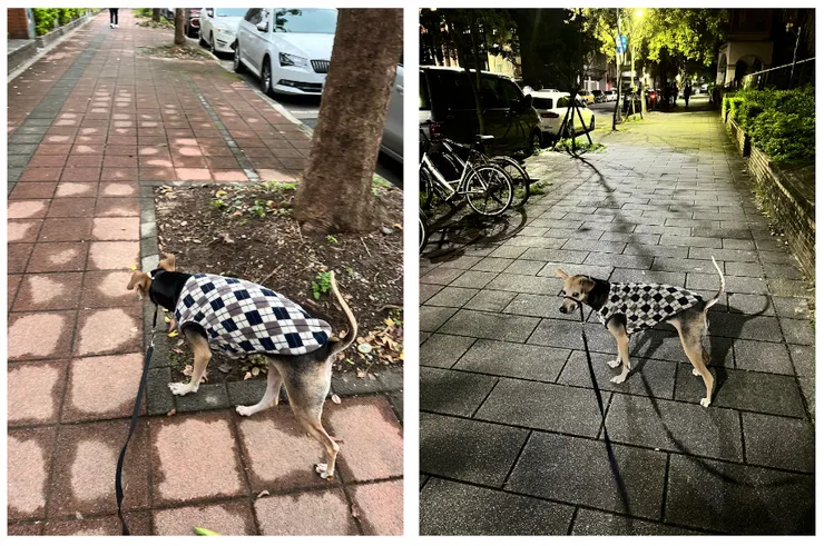 兩次遛狗隨手記