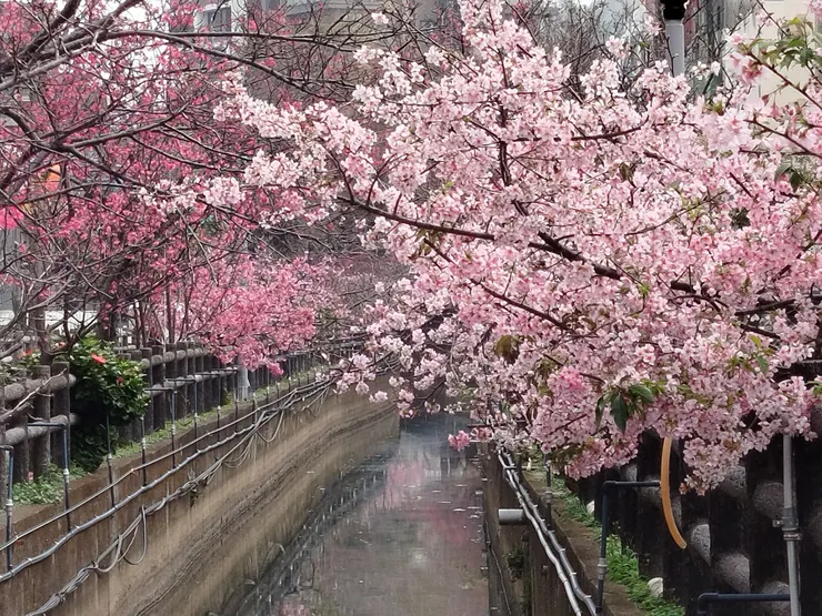 汀甫圳櫻花1
