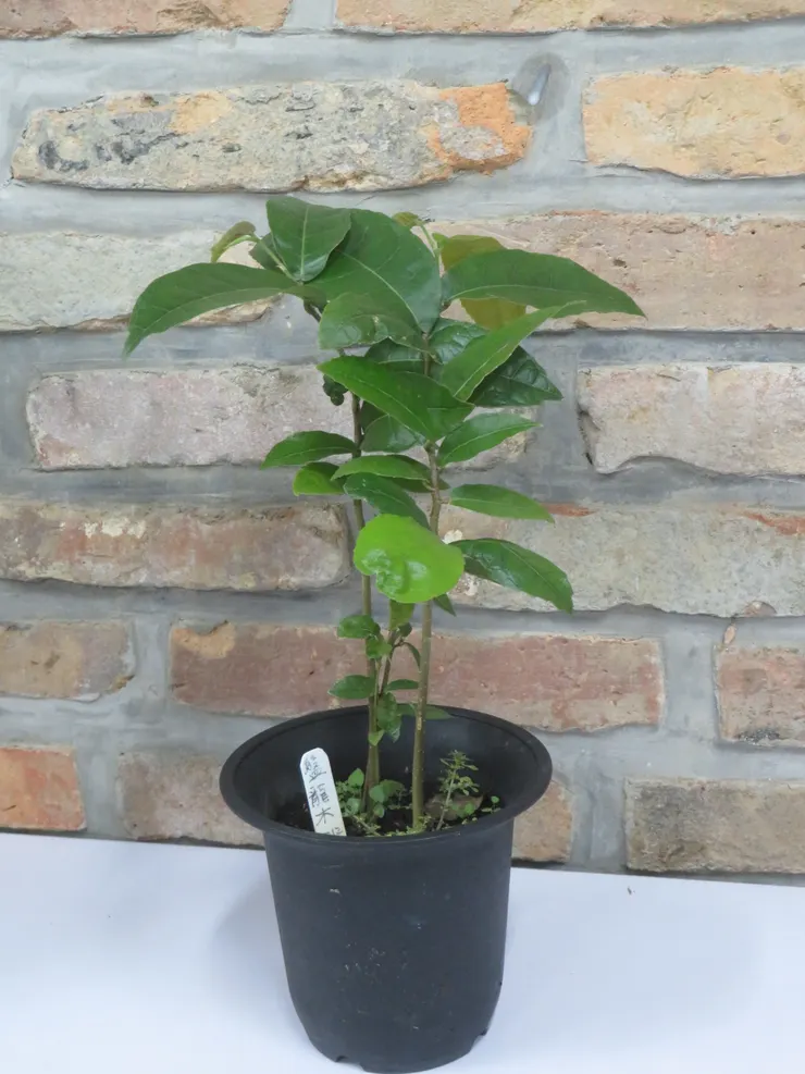 淡水社大111.11.22