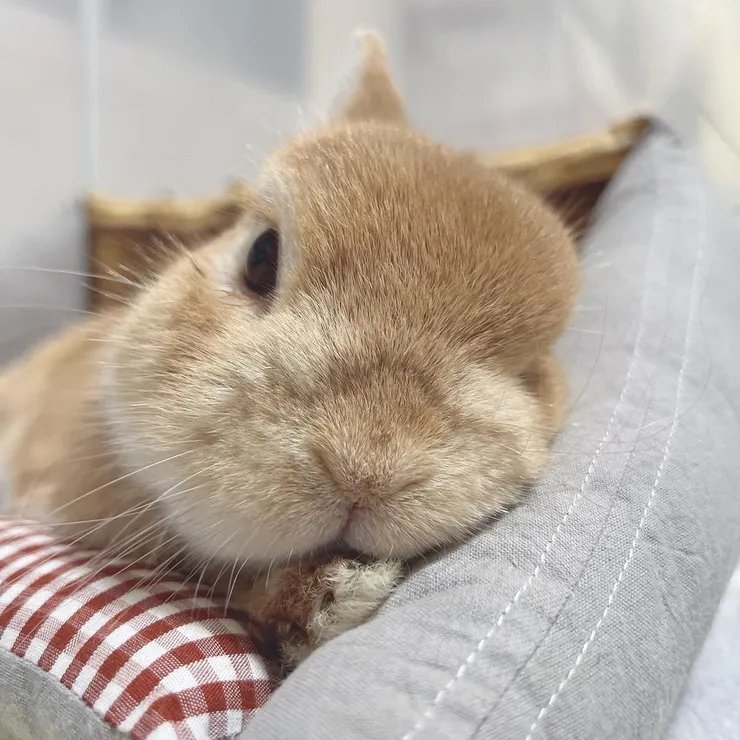 來源：dango_212@IG