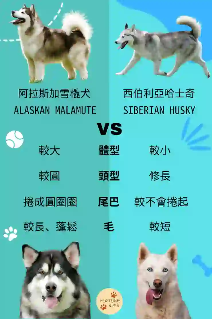 【品種介紹】傻大個的阿拉斯加雪橇犬／馬拉謬特犬 （Alaskan Malamute）