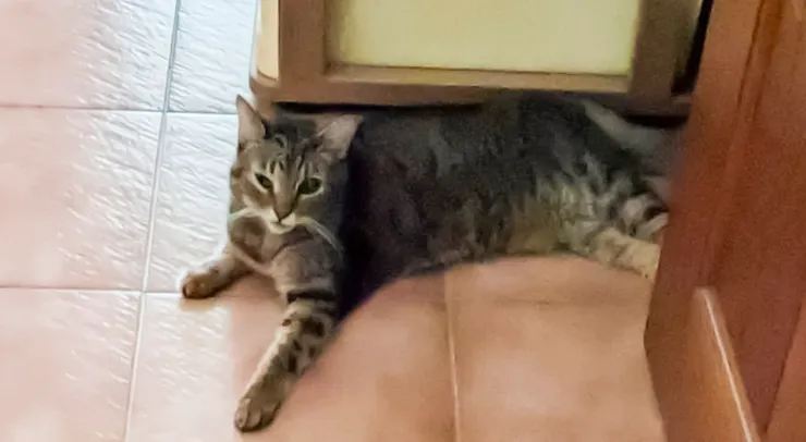 跑到蟲蟲房間門口守著的情勒仔